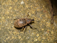 Liophloeus tessulatus