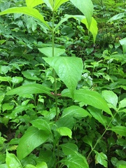 Triosteum perfoliatum