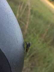 Tabanus nigrovittatus