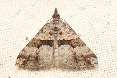 Dichromodes triparata