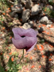 Papaver somniferum