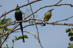 Nectarinia kilimensis