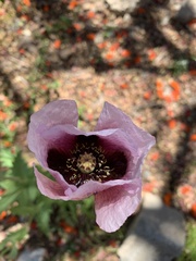 Papaver somniferum