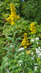 Solidago speciosa