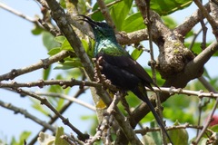 Nectarinia kilimensis