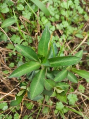 Lysimachia fortunei