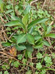 Lysimachia fortunei
