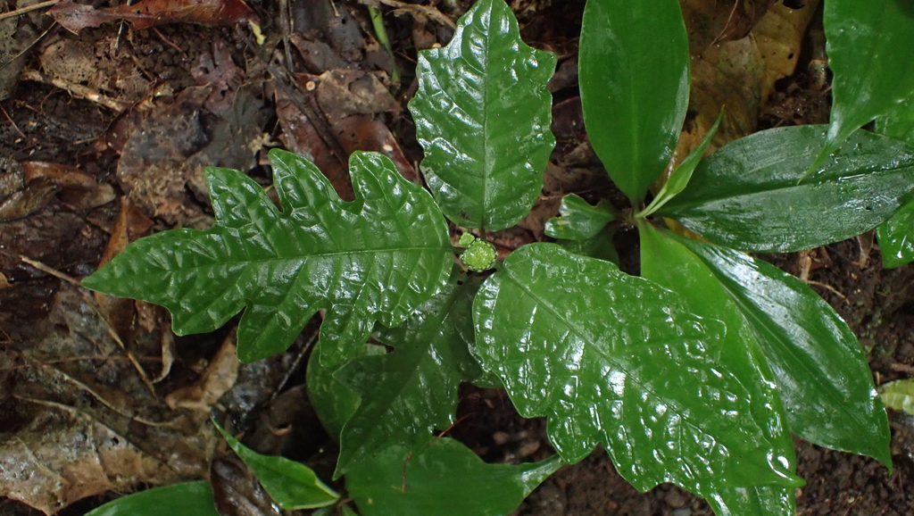 Dorstenia choconiana, 3 Km Sur Oeste Del Liceo, Bijagua 11000, Provincia de Alajuela, Bijagua de Upala, Costa Rica