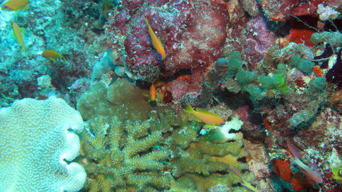 Lyretail Anthias — seen at this dive site