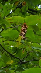 Ostrya virginiana