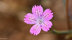 Dianthus tripunctatus