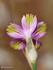 Dianthus tripunctatus