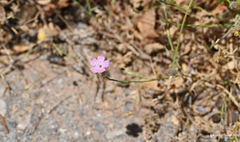 Dianthus tripunctatus