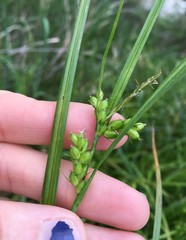Carex grisea