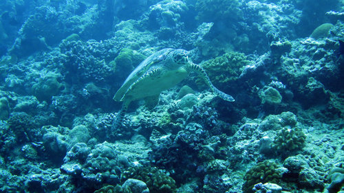 Hawksbill Sea Turtle — seen at this dive site