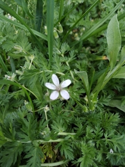 Erodium cicutarium