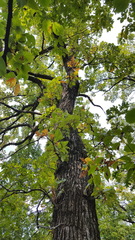 Quercus macrocarpa