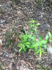 Hypericum cistifolium