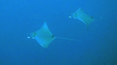 Mobula kuhlii