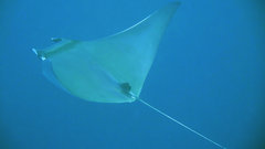 Mobula kuhlii