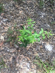 Hypericum cistifolium