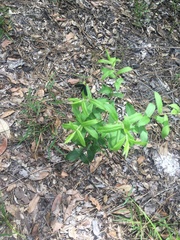 Hypericum cistifolium