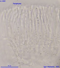 Pyrenopeziza petiolaris