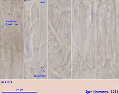 Pyrenopeziza petiolaris