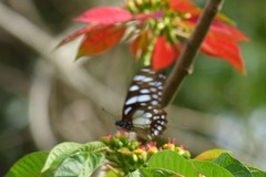 Graphium leonidas leonidas