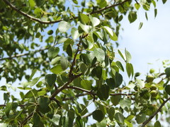 Pyrus bourgaeana