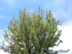 Pyrus bourgaeana