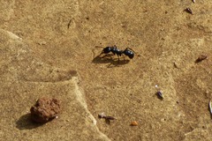 Plectroctena mandibularis