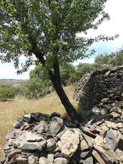 Pyrus bourgaeana