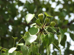 Pyrus bourgaeana