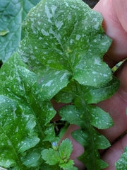 Arnoseris minima