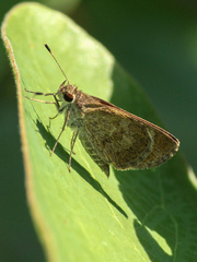 Callimormus saturnus