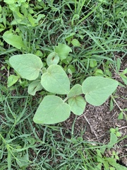 Proboscidea louisianica