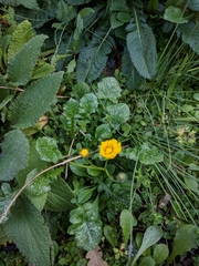 Arnoseris minima
