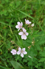 Geranium rivulare