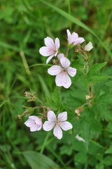 Geranium rivulare