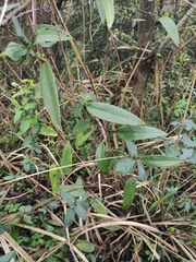 Smilax glabra