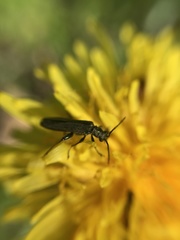 Oedemera flavipes