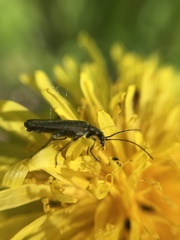 Oedemera flavipes