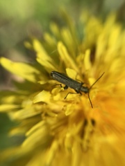 Oedemera flavipes