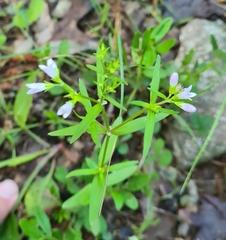 Houstonia longifolia