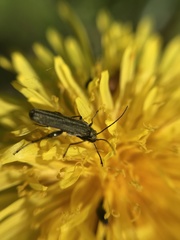 Oedemera flavipes