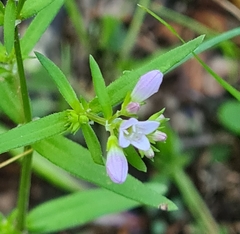 Houstonia longifolia
