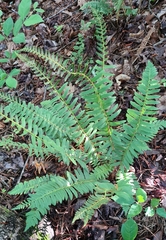 Polystichum acrostichoides