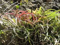 Tillandsia capitata