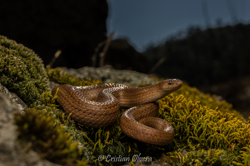 Lined Tolucan Ground Snake